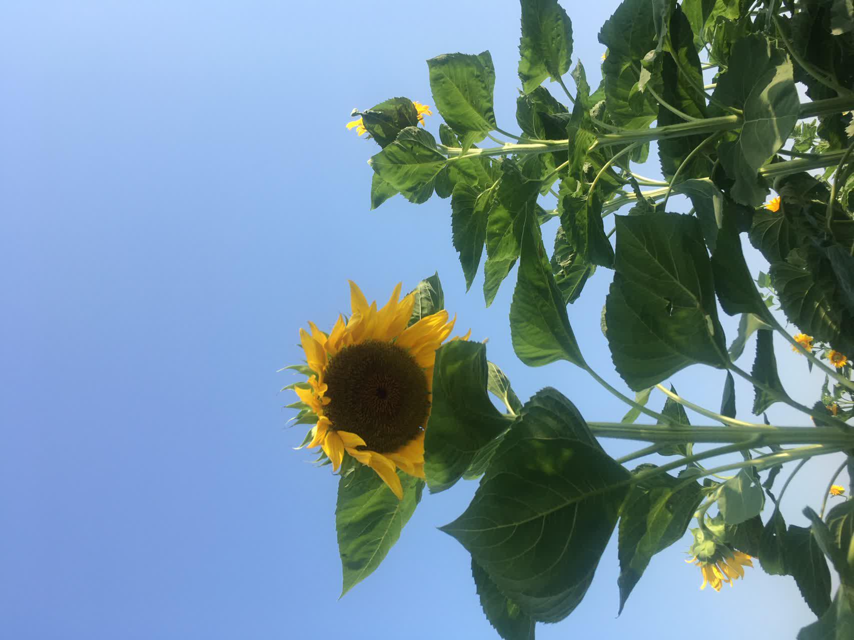 یادداشت برداری مراحل رشدی ژنوتیپهای برتر آفتابگردان یادداشت برداری مراحل رشدی ژنوتیپهای برتر آفتابگردان