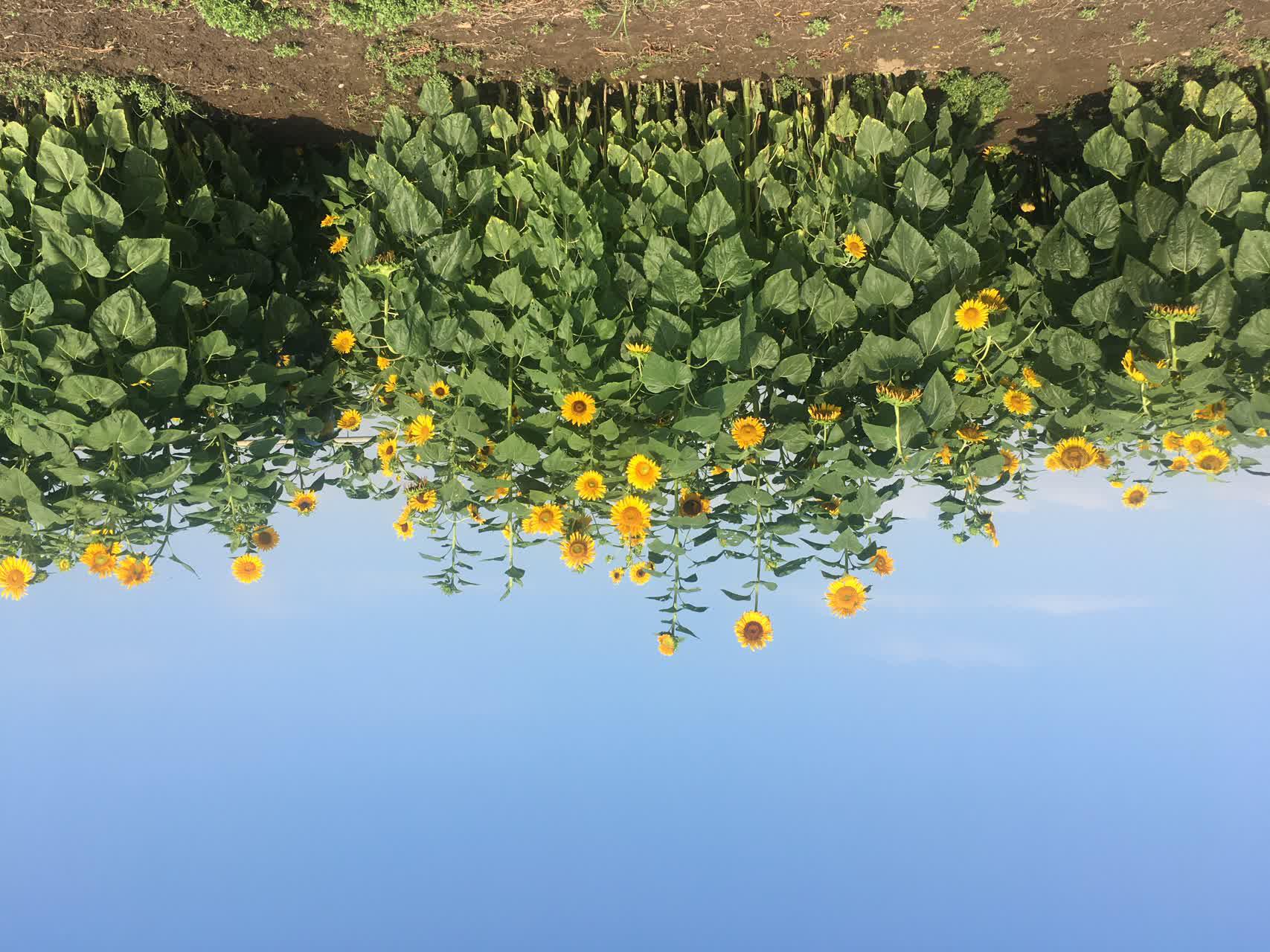 یادداشت برداری مراحل رشدی ژنوتیپهای برتر آفتابگردان یادداشت برداری مراحل رشدی ژنوتیپهای برتر آفتابگردان