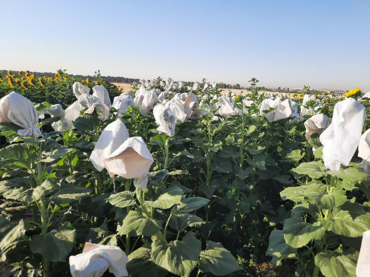 دوره آموزشی آشنایی با تولید ارقام هیبرید آفتابگردان