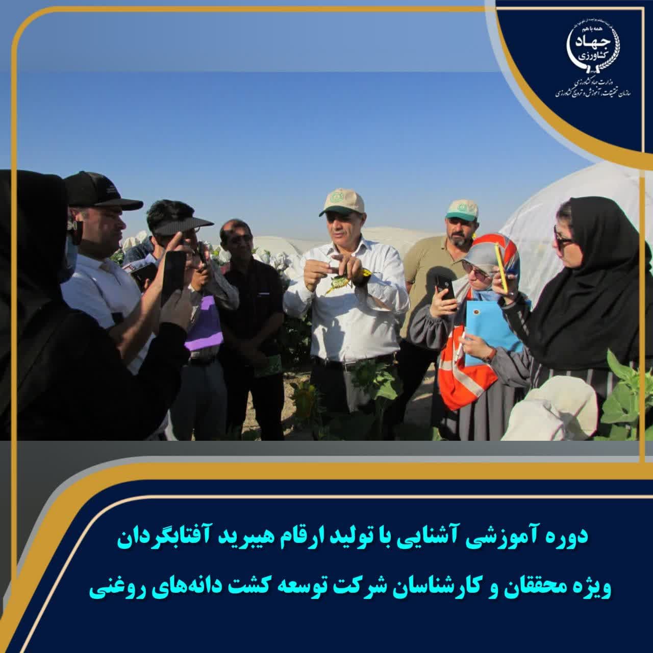 دوره آموزشی آشنایی با تولید ارقام هیبرید آفتابگردان