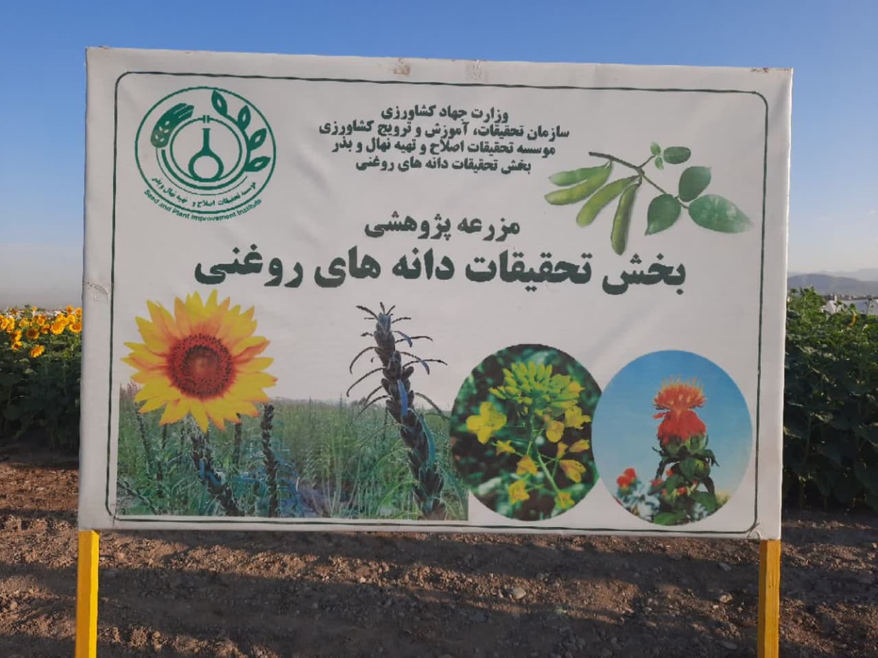 دوره آموزشی آشنایی با تولید ارقام هیبرید آفتابگردان