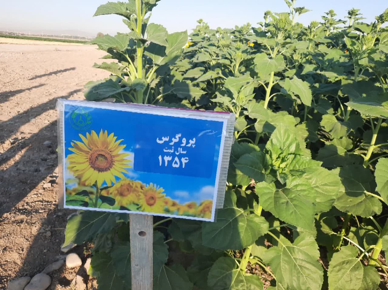 دوره آموزشی آشنایی با تولید ارقام هیبرید آفتابگردان