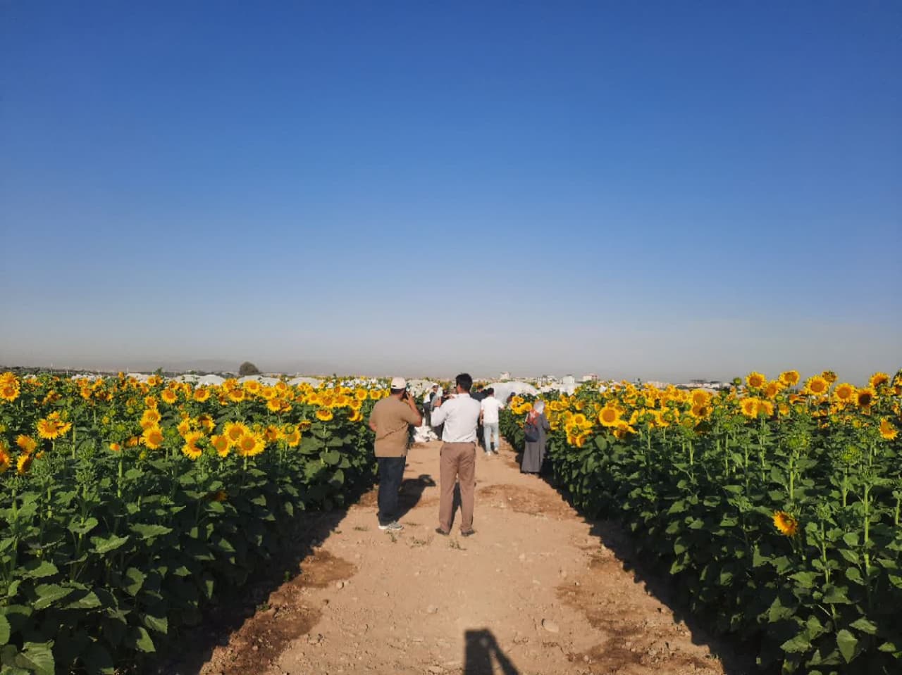 دوره آموزشی آشنایی با تولید ارقام هیبرید آفتابگردان