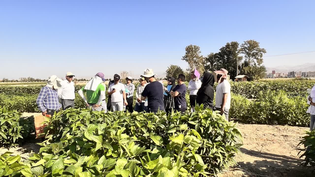 دوره آموزشی آشنایی با تولید ارقام هیبرید آفتابگردان