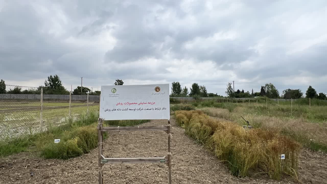 ایجاد مزرعه نمایشی  در دانشگاه علوم کشاورزی و منابع طبیعی ساری