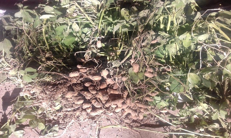 مراحل اجرایی پایانی برداشت کلکسیون بادام‌زمینی