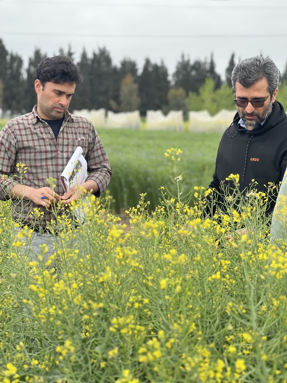 بازدید از طرحهای دشت ناز 