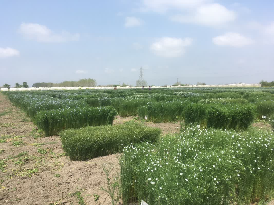  برداشت کتان 