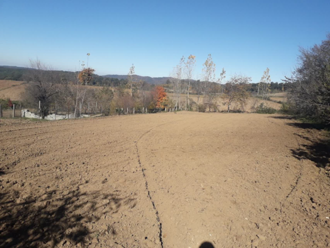 کاشت کلزای رقم مهتاب در روستای خرم چماز نکا