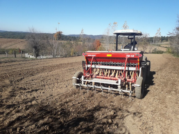 کاشت کلزای رقم مهتاب در روستای خرم چماز نکا