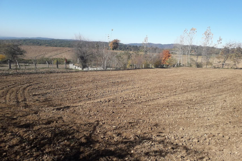 کاشت کلزای رقم مهتاب در روستای خرم چماز نکا