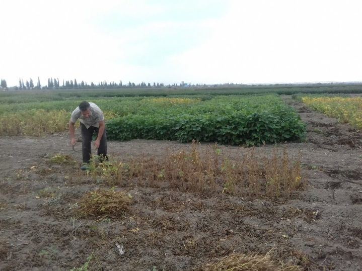شروع عملیات برداشت طرح بررسی سویای آجیلی  در دشت ناز