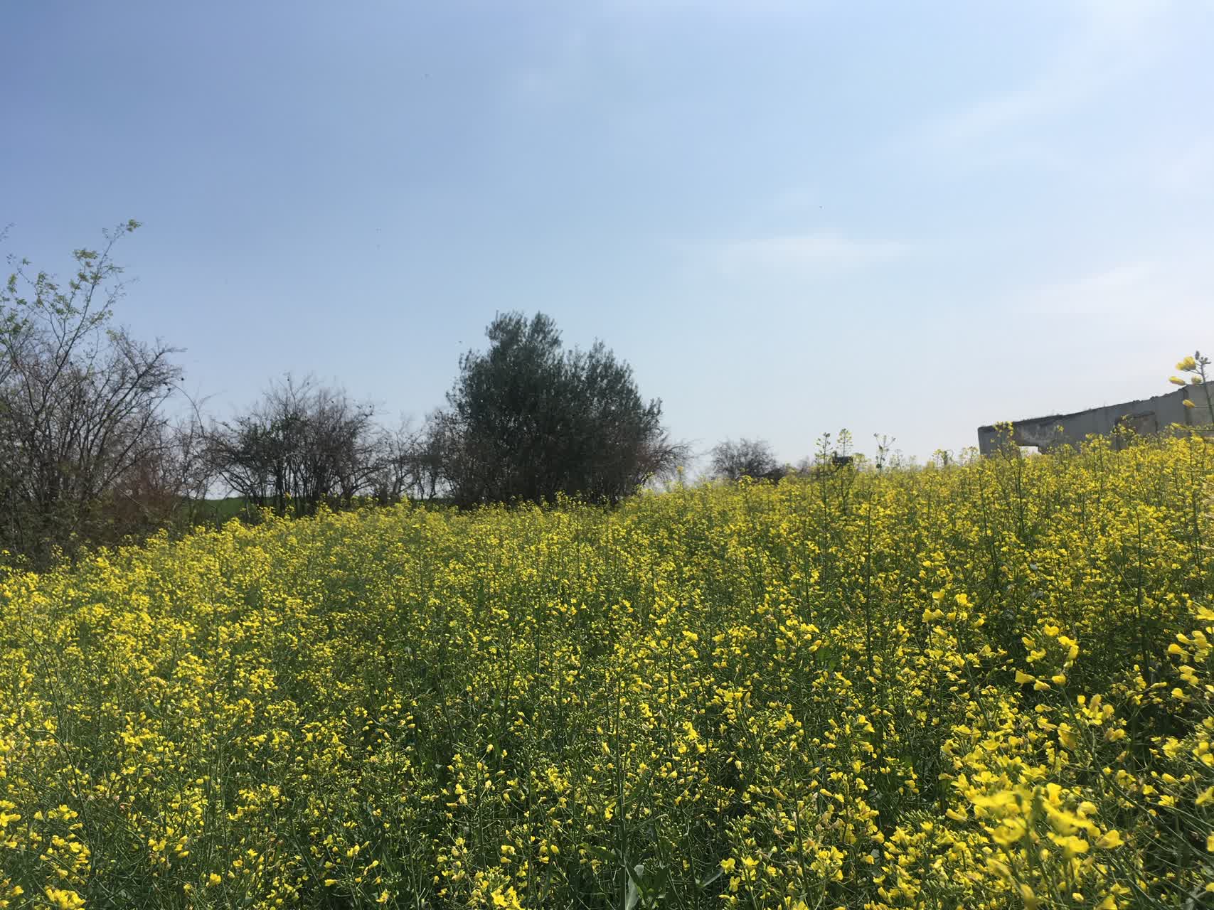 مزارع تکثیری کتان و کلزا در استان مازندران