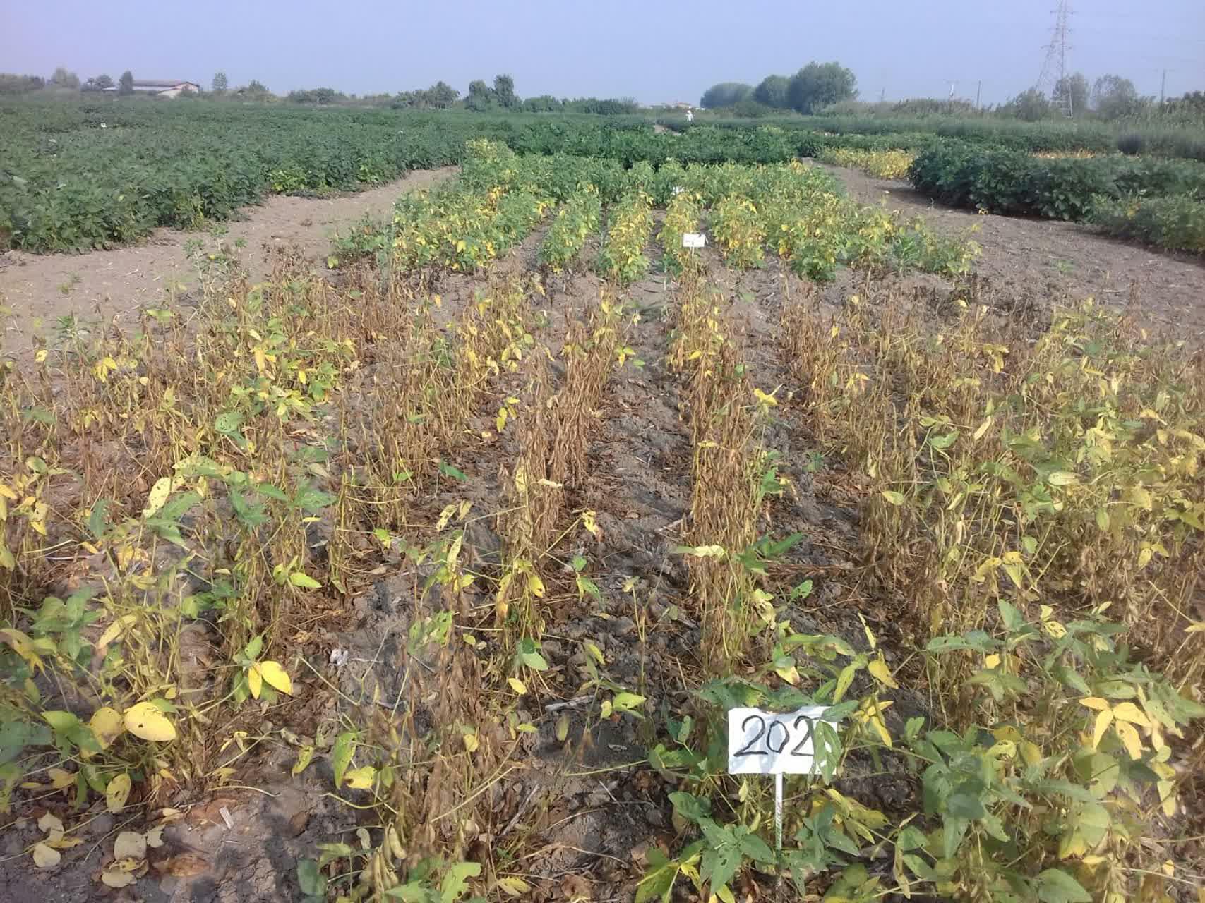 عملیات برداشت طرح سویای آجیلی 