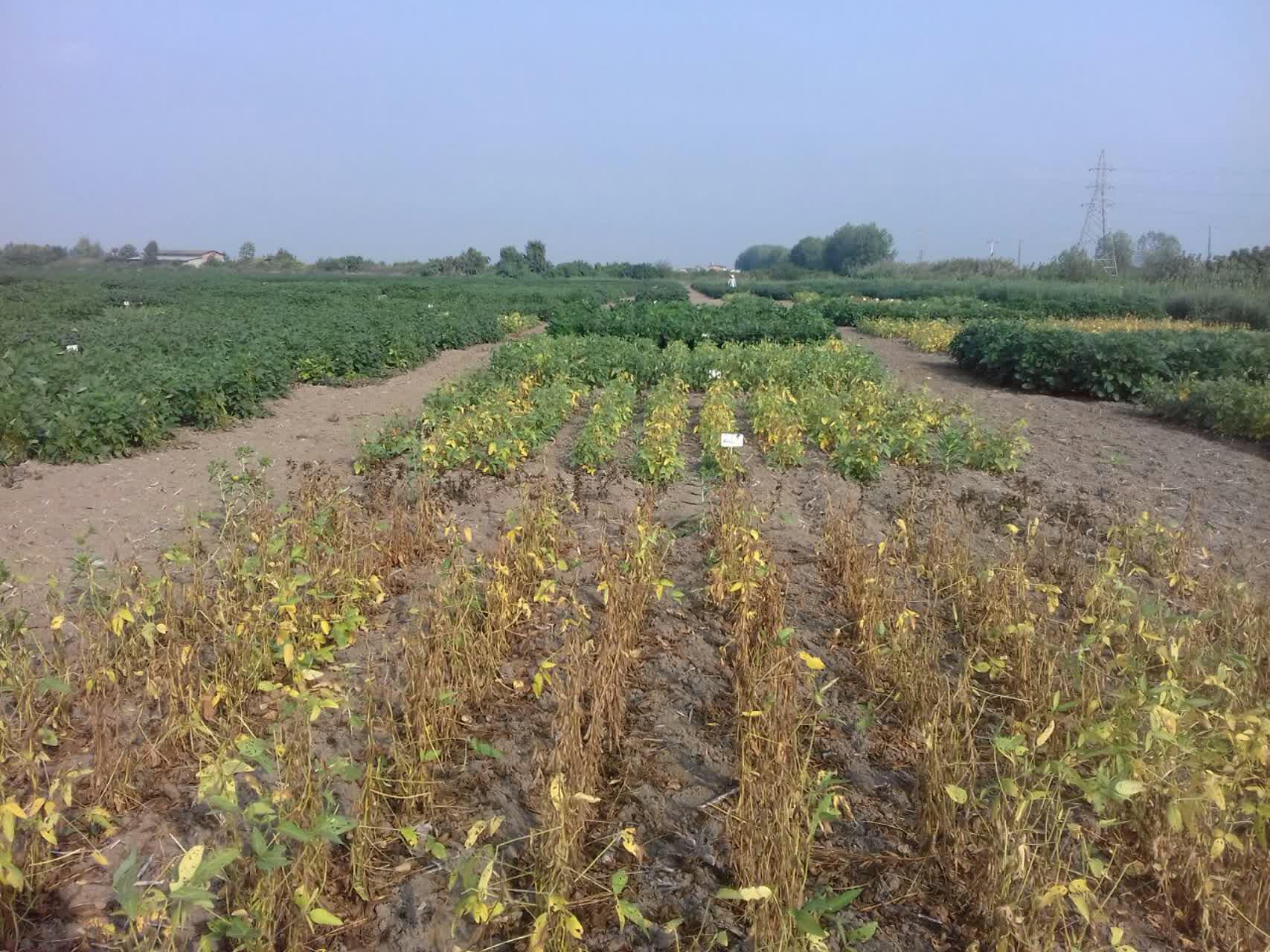 عملیات برداشت طرح سویای آجیلی 