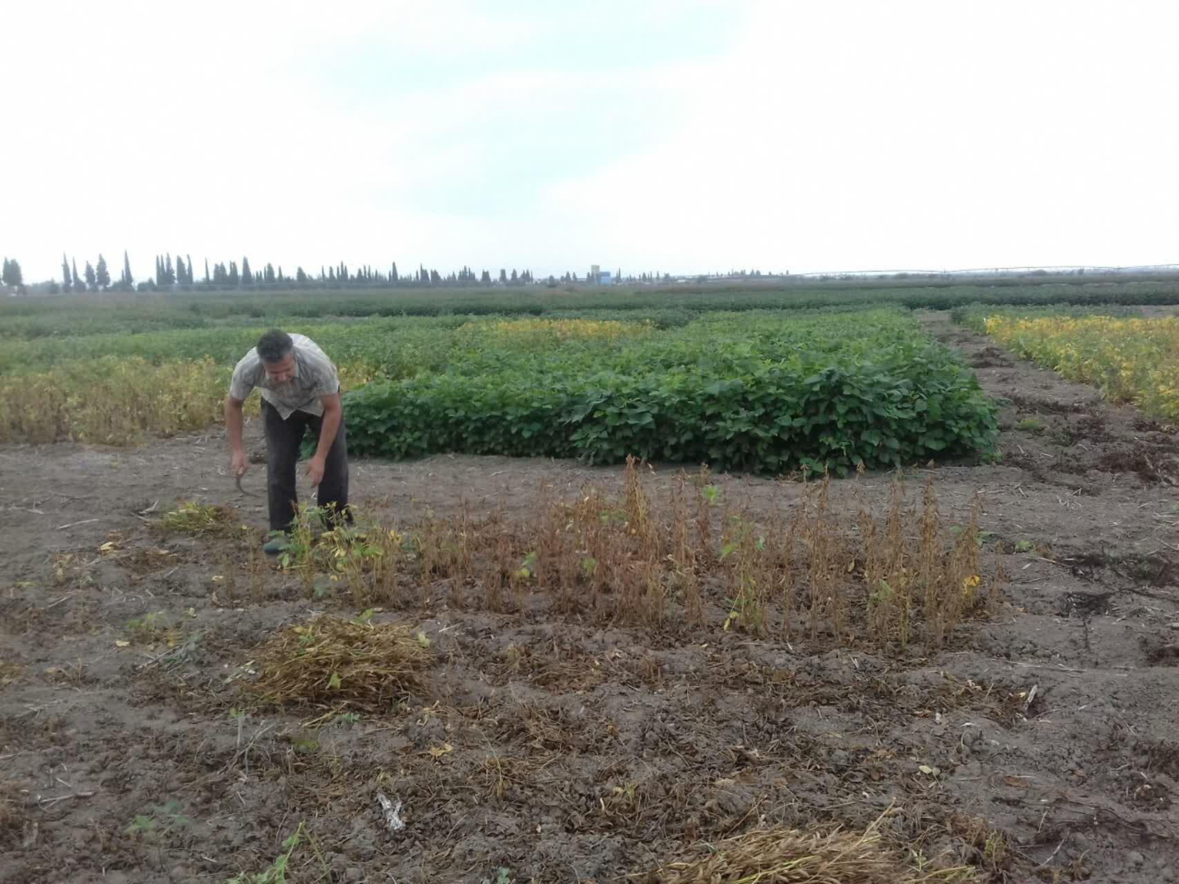عملیات برداشت طرح سویای آجیلی 