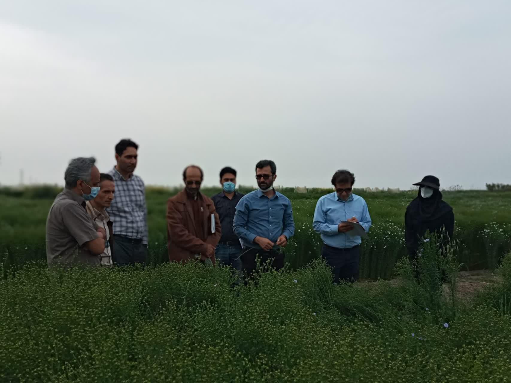 بازدید کارشناسان موسسه تحقیقات ثبت و گواهی بذر و نهال کشور