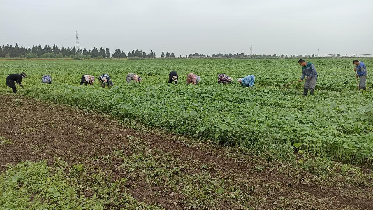 اجرای عملیات وجین طرحهای دشت ناز 