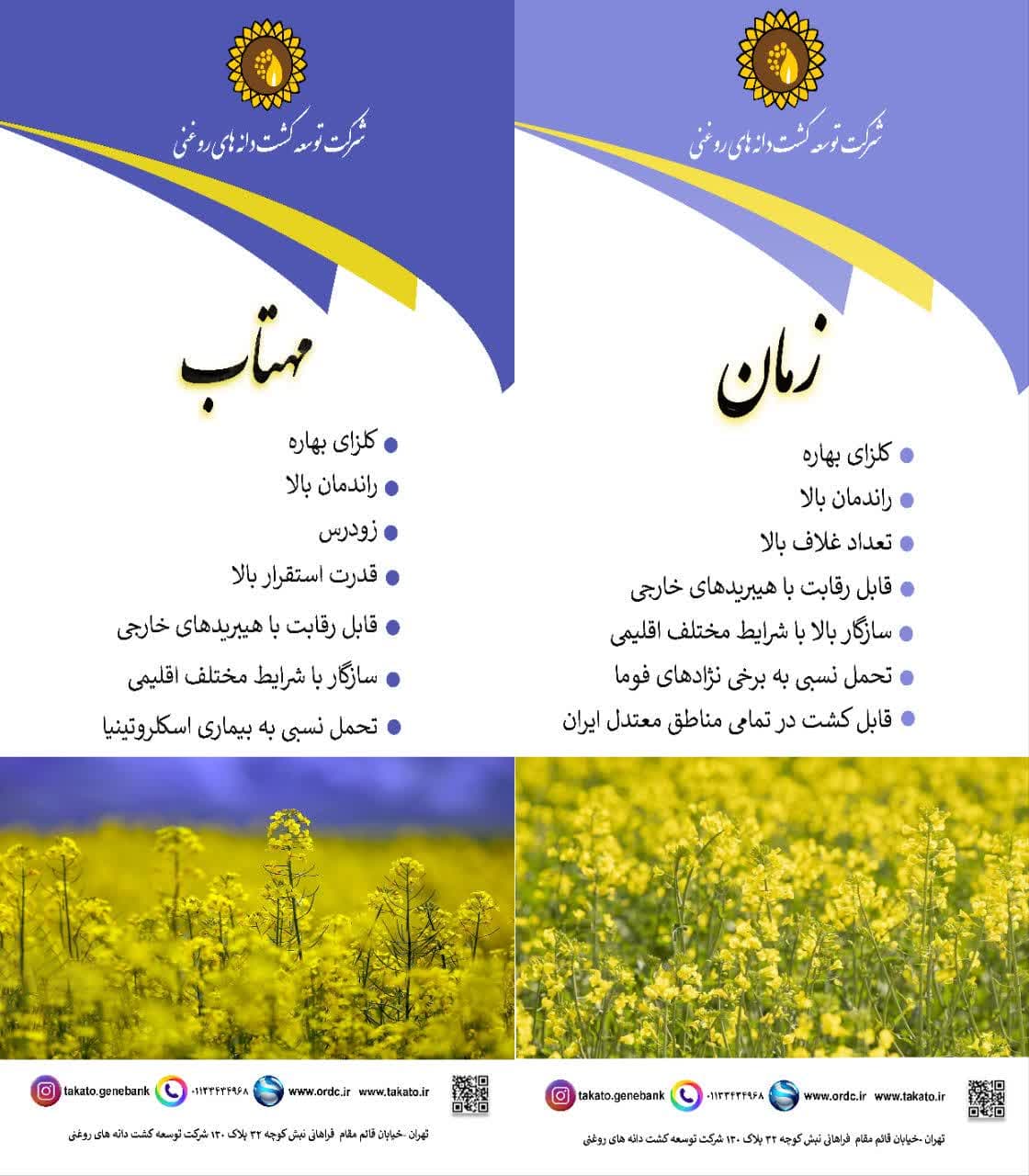 ارقام کلزا  زمان و مهتاب 