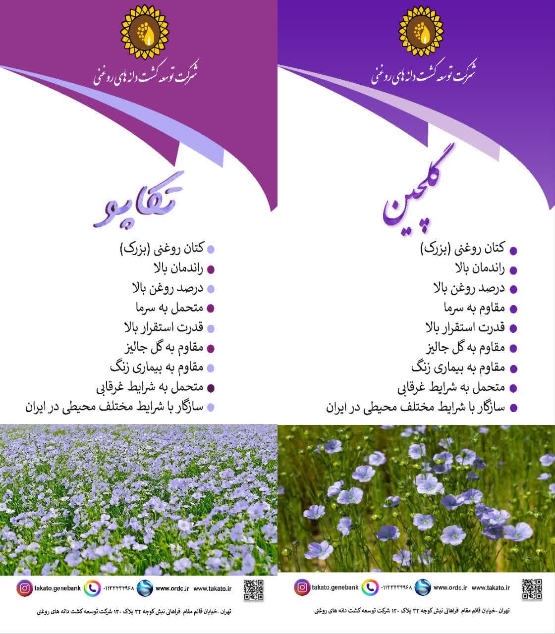 ارقام کتان تکاپو و گلچین 