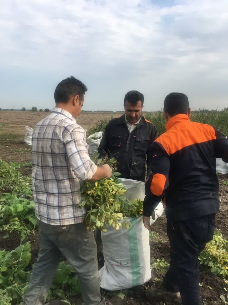 آغاز عملیات برداشت طرحهای آفتابگردان، بادام زمینی، سویا و کنجد  1402 