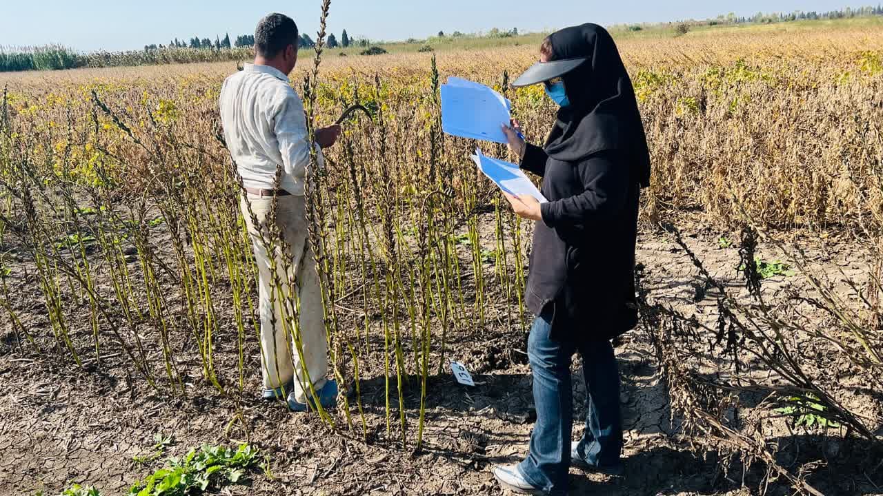 آغاز عملیات برداشت طرحهای آفتابگردان، بادام زمینی، سویا و کنجد  1402 