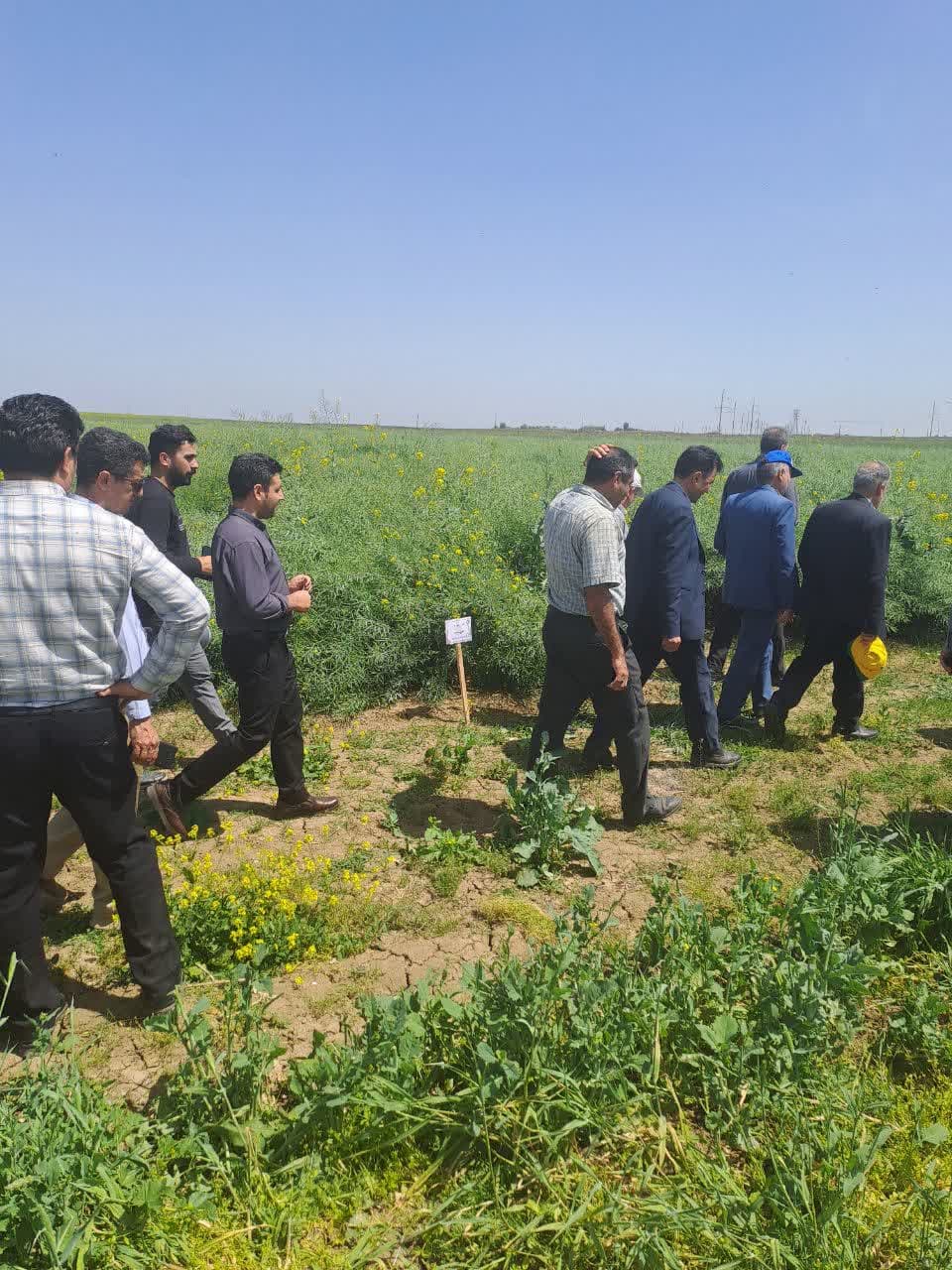 بازدید مدیرکل دفتر طرح دانه های روغنی وزارتخانه جهاد کشاورزی از مزارع بذری کلزا کشت و صنعت مغان