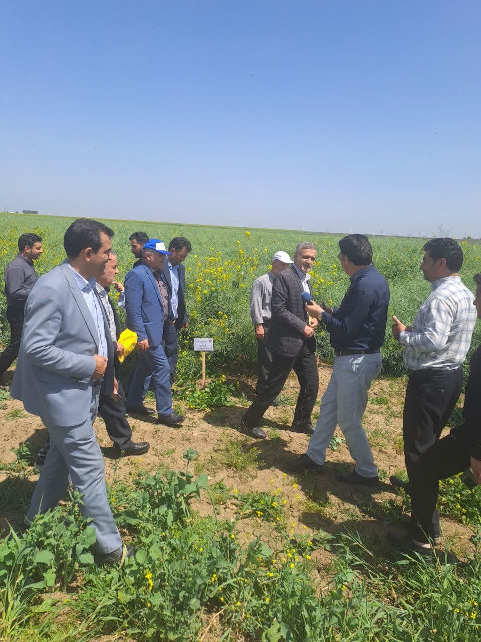 بازدید مدیرکل دفتر طرح دانه های روغنی وزارتخانه جهاد کشاورزی از مزارع بذری کلزا کشت و صنعت مغان