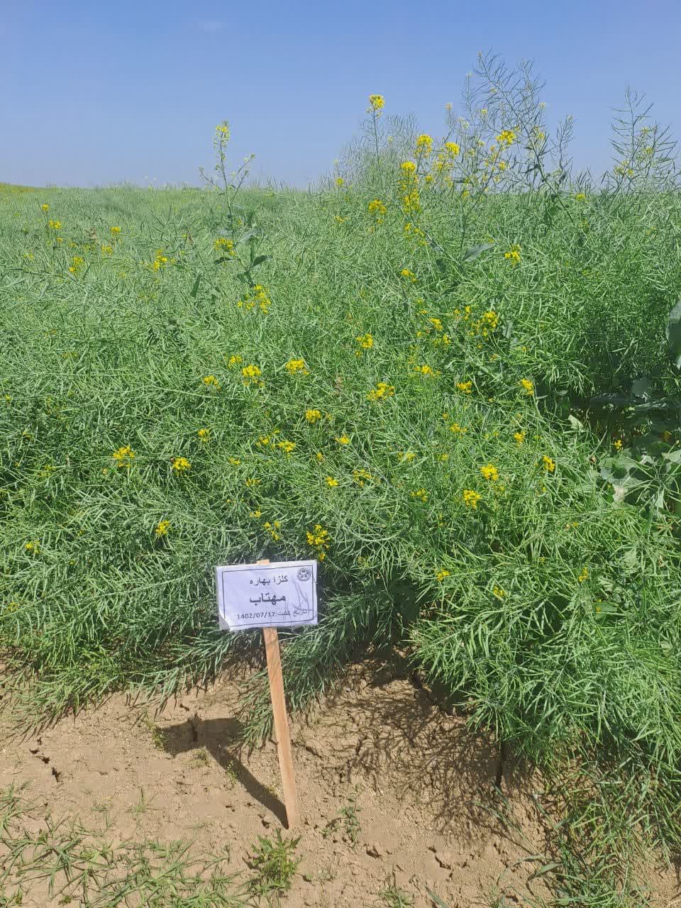بازدید مدیرکل دفتر طرح دانه های روغنی وزارتخانه جهاد کشاورزی از مزارع بذری کلزا کشت و صنعت مغان