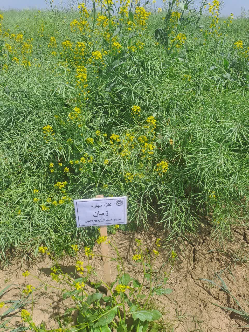 بازدید مدیرکل دفتر طرح دانه های روغنی وزارتخانه جهاد کشاورزی از مزارع بذری کلزا کشت و صنعت مغان