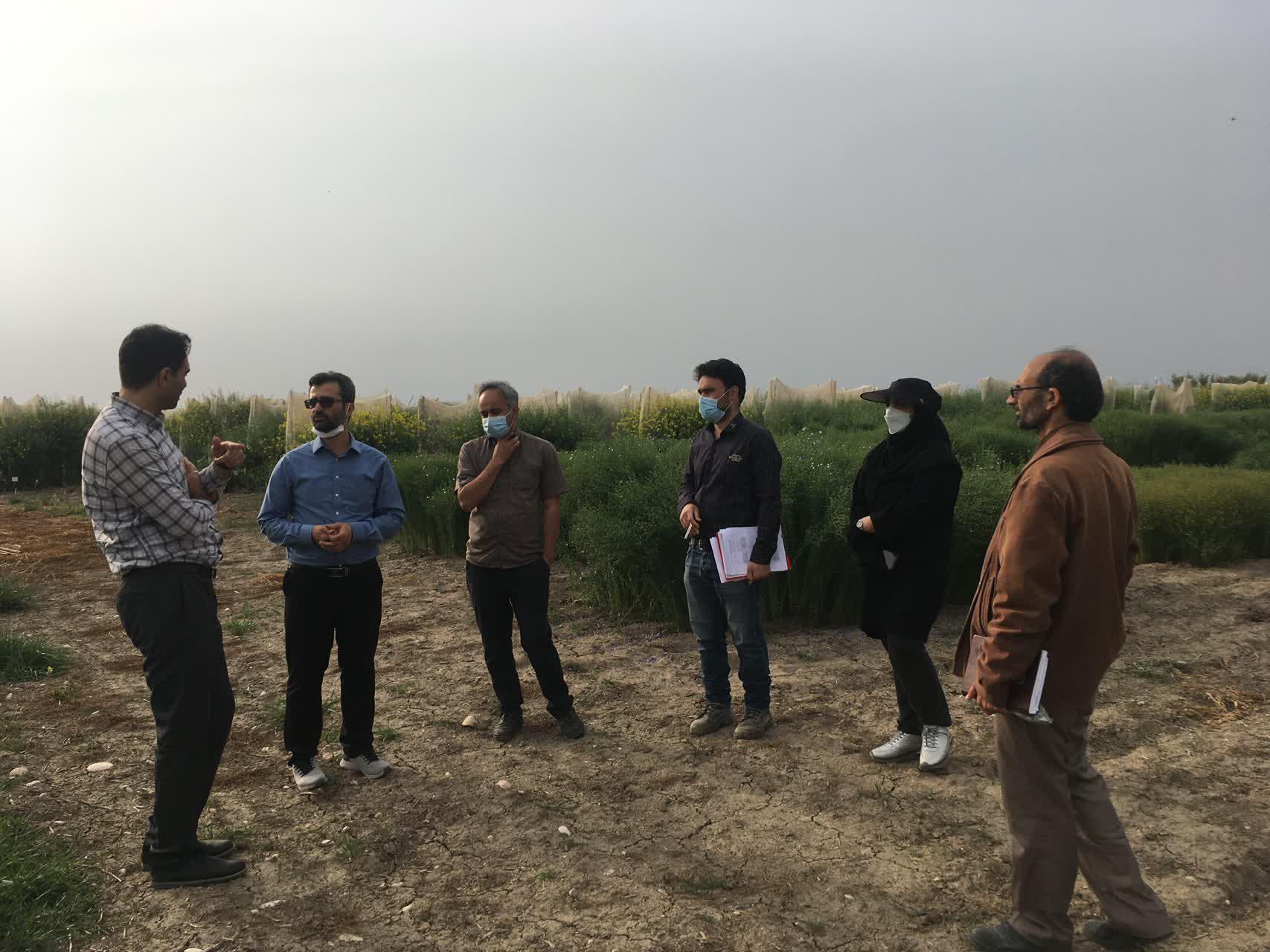 بازدید کارشناسان موسسه تحقیقات ثبت و گواهی بذر و نهال کشور