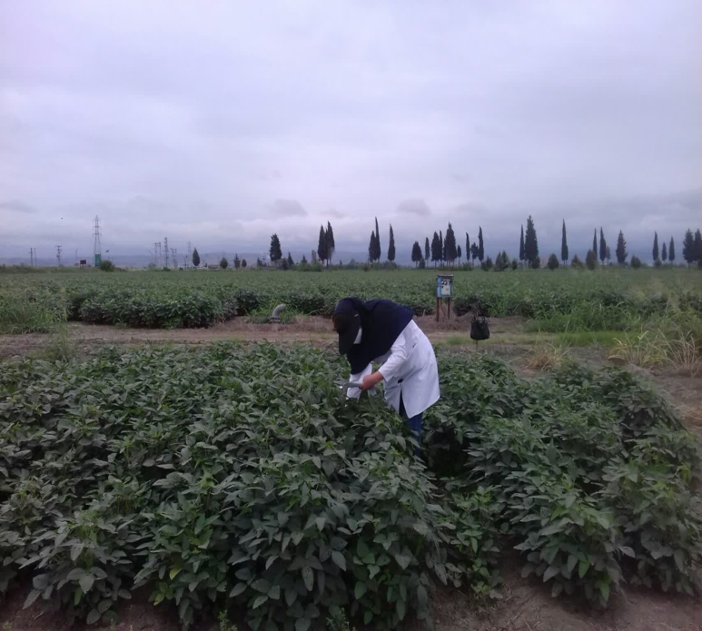 بازدید آموزشی کارشناسان تحقیقاتی جدید شرکت توسعه کشت دانه های روغنی از طرحهای به زراعی