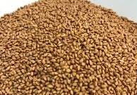بذر کاملینا Camelina