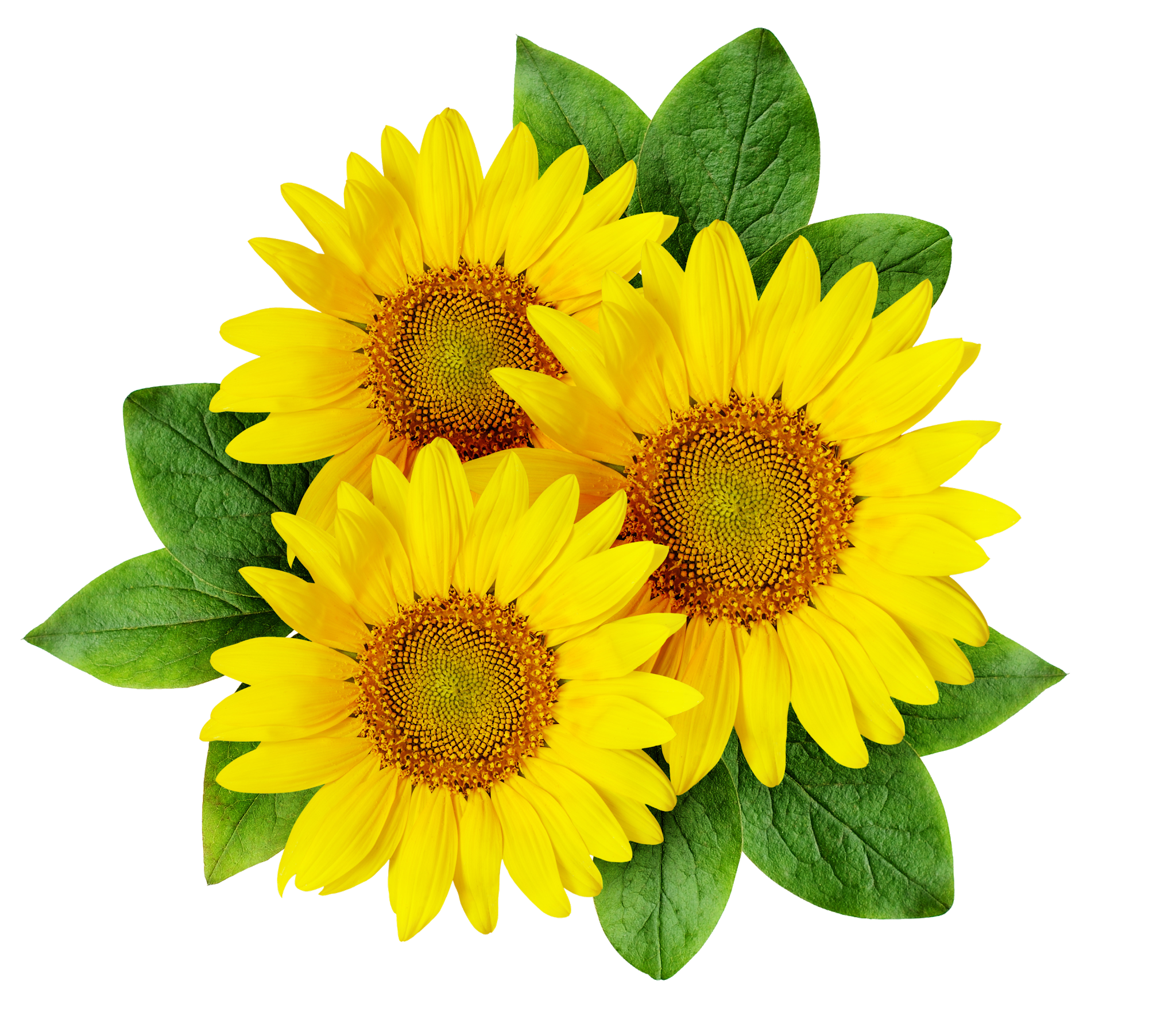 شرکت توسعه کشت دانه های روغنی